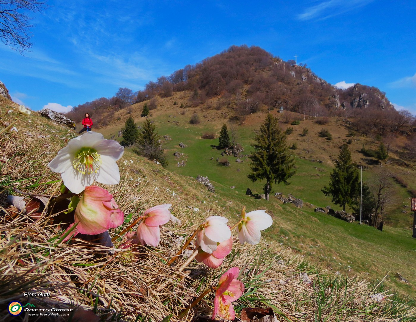47 Helleborus niger (Ellebori) con vista sulla cima del Monte Zucco.JPG